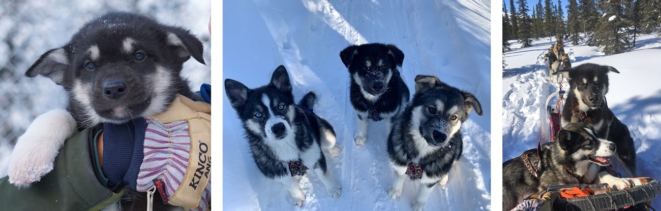 Three photos of a black sled dog puppy
