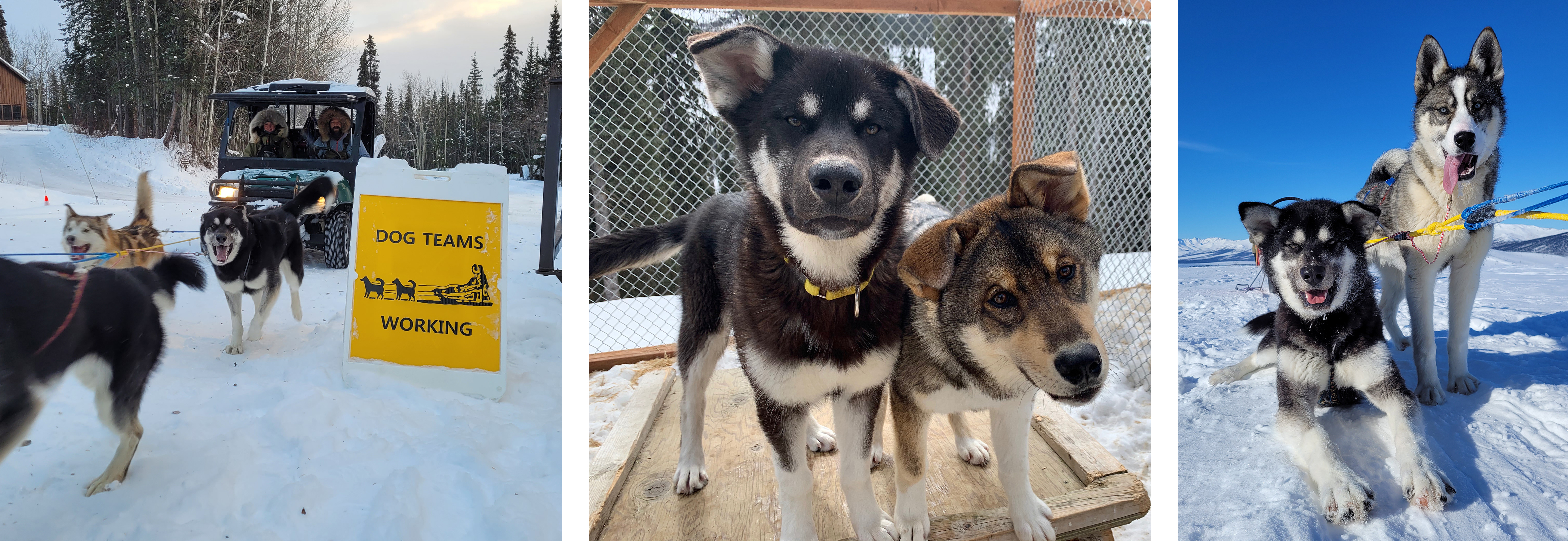 Three photos of Throne the sled dog