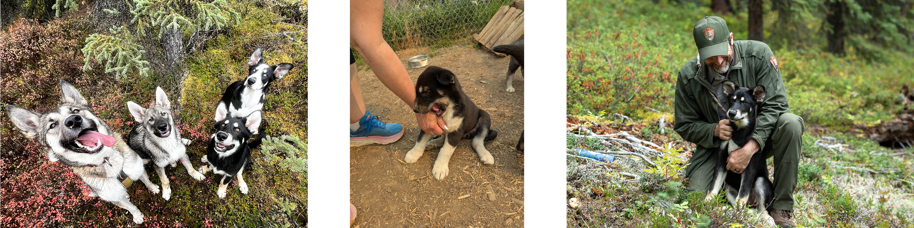 Three photos of a black and brown sled dog puppy