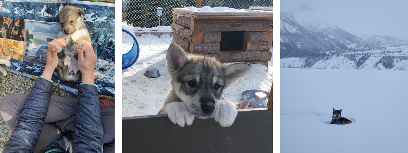 Three photos of a grey and white sled dog as a puppy and as an adult