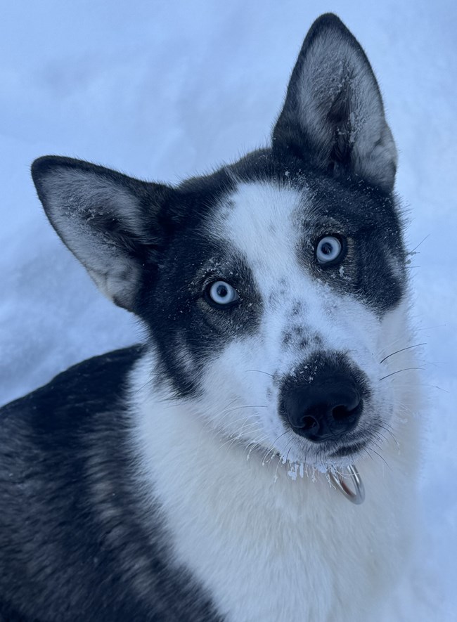 Headhsot of a white and grey husky