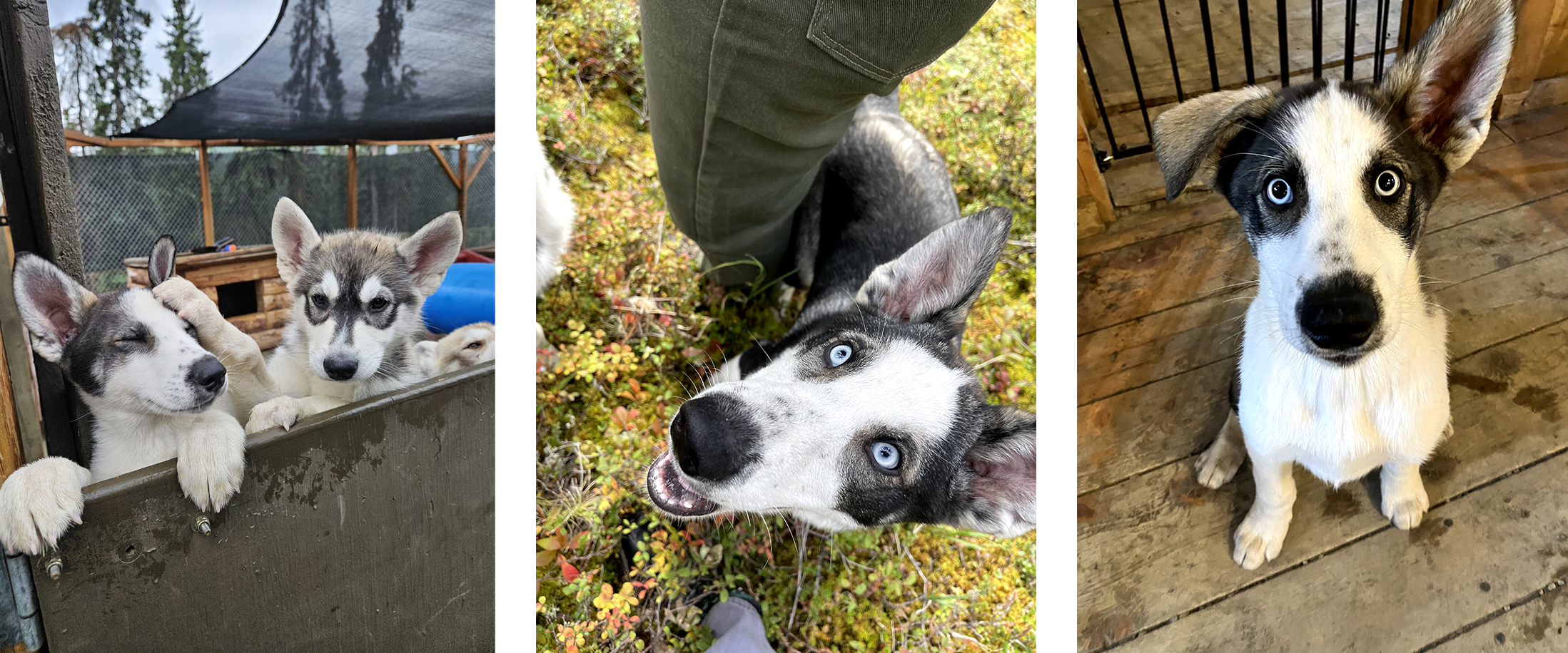 Three photos of a white and grey sled dog