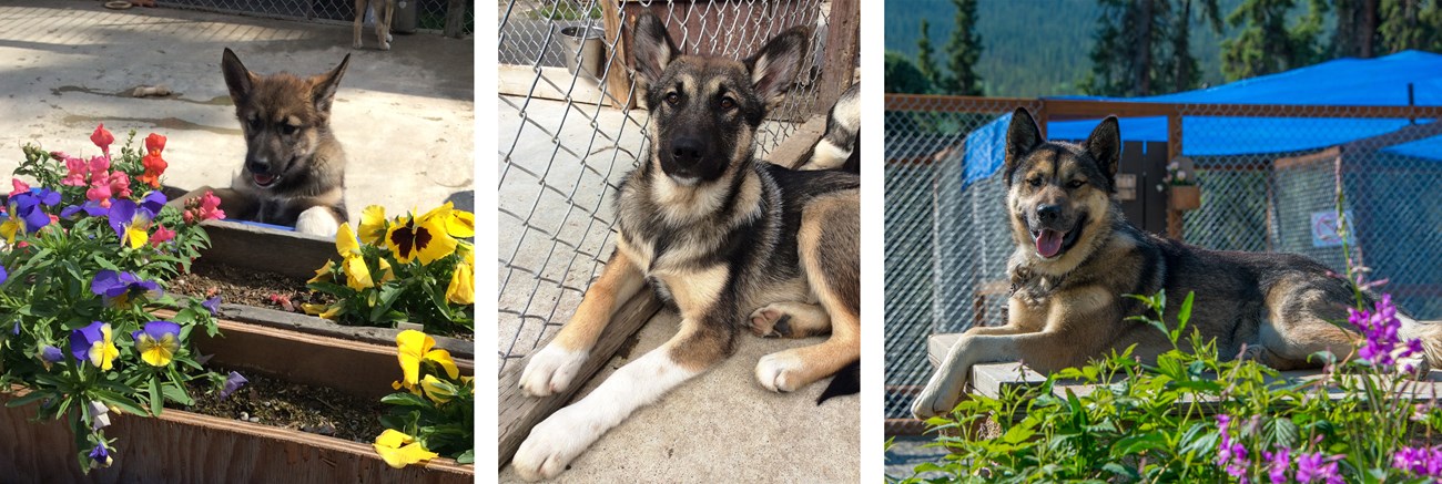 Three photos of a sled dog puppy growing up