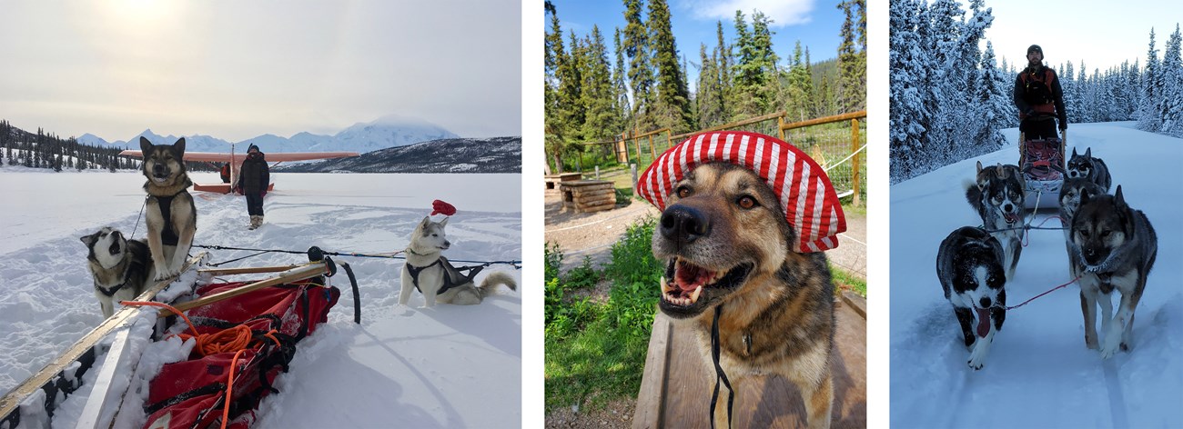 Three photos of a brown sled dog