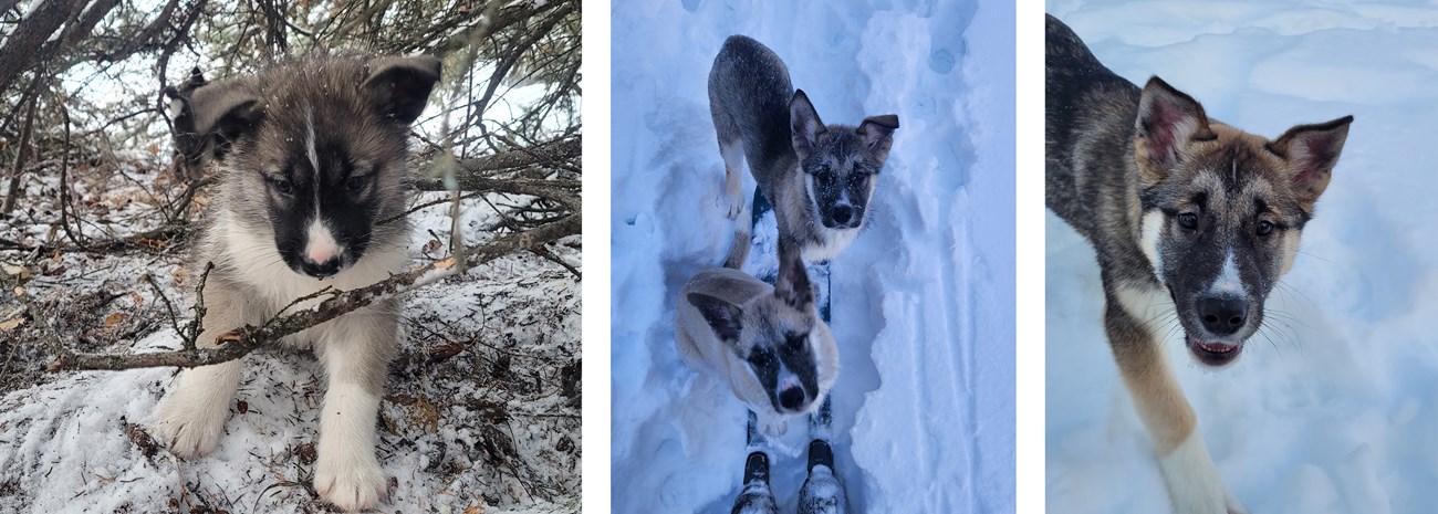 Three photos of a sled dog puppy