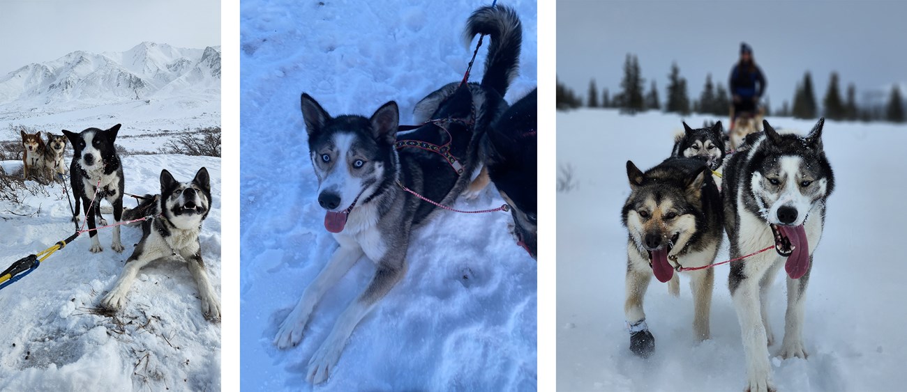 Three photos of Boomer, the white and grey sled dog