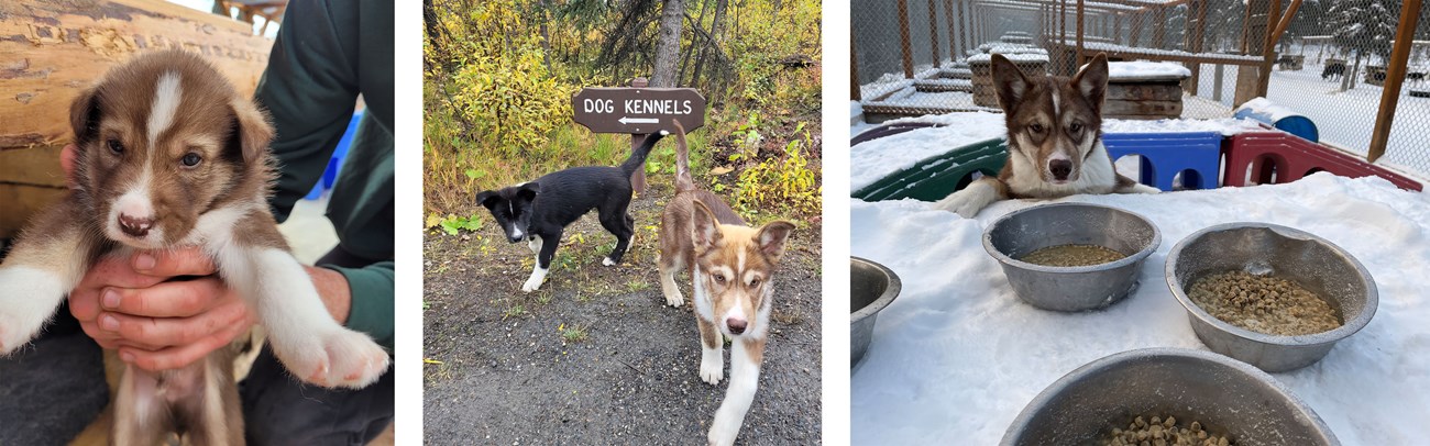The photos of a sled dog puppy