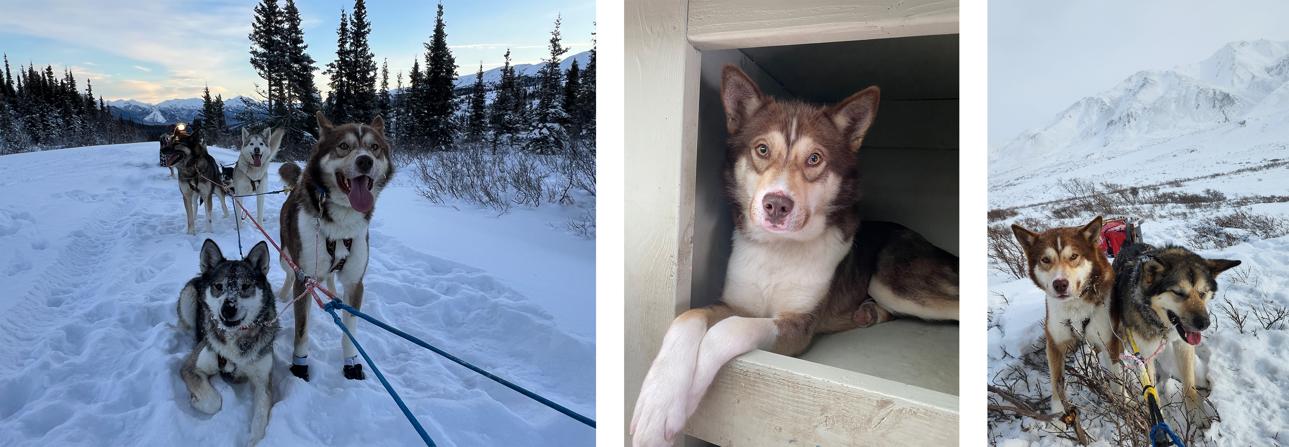 Three photos of a reddish brown husky.