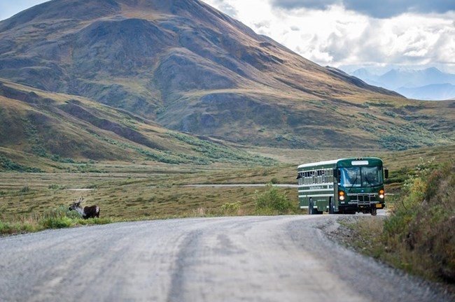 a green bus stopped on a dirt road with passengers looking out at a caribou
