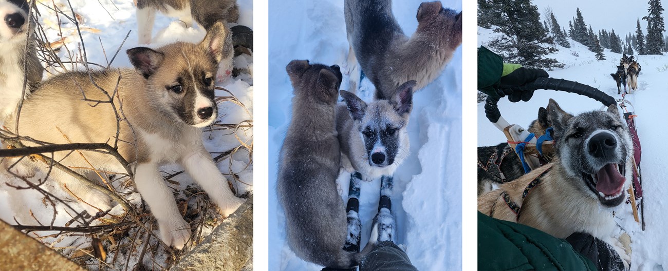 Three photos of a tan sled dog puppy