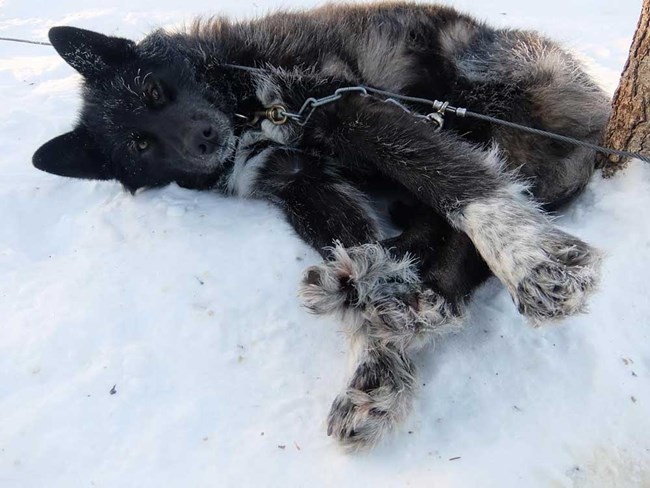 a black sled dog laying in the snow