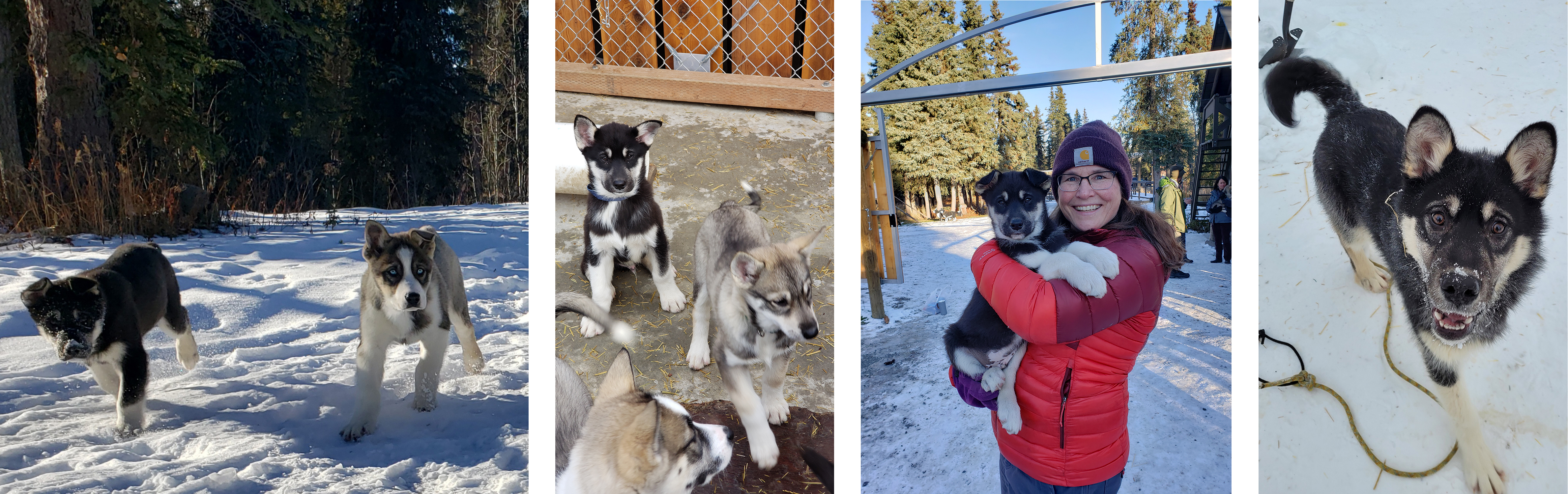 Four images of a black husky puppy growing up