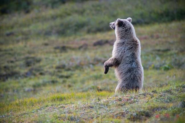 A grizzly bear stands on its hind legs on the tundra and looks away into the distance.