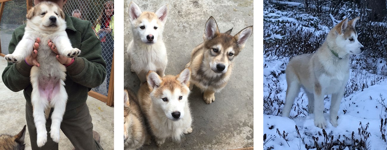 Three photos of a white sled dog puppy growing up
