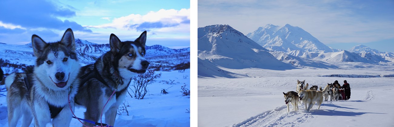 Two photos of a white husky