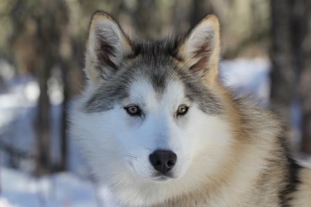 Headshot of white dog with a snow background