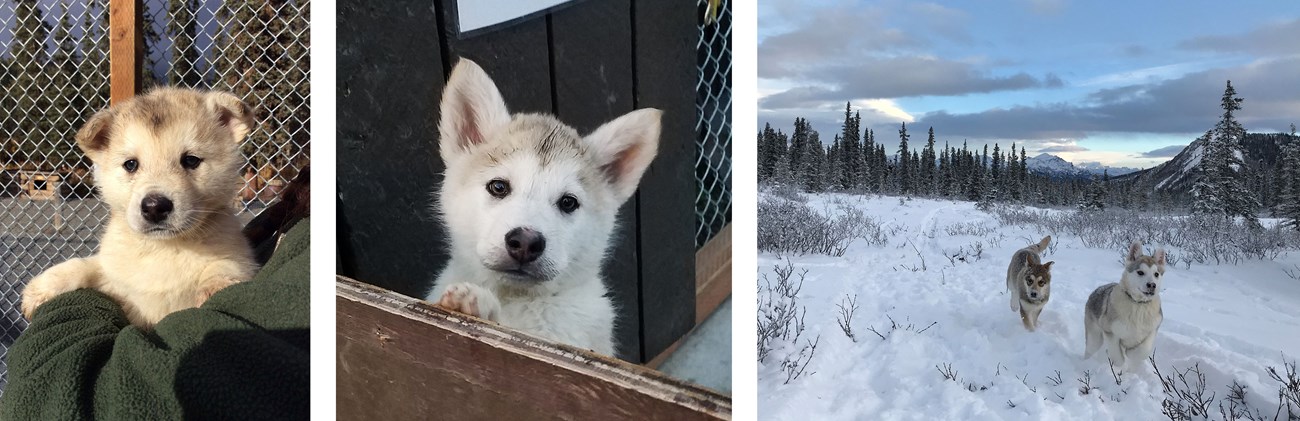 Three photos of a white sled dog puppy growing up