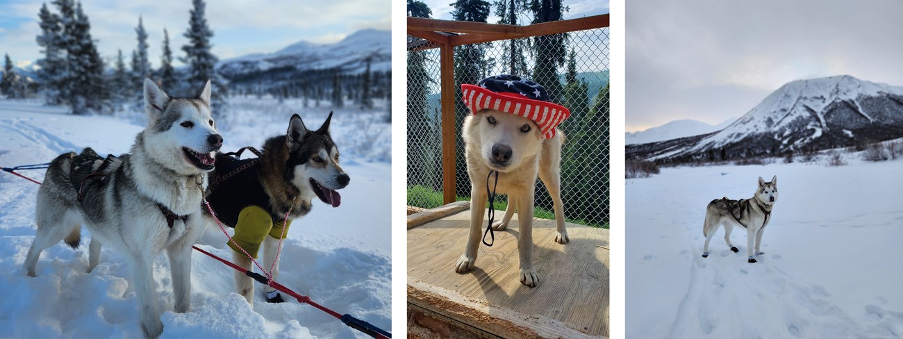 three photos of a white sled dog