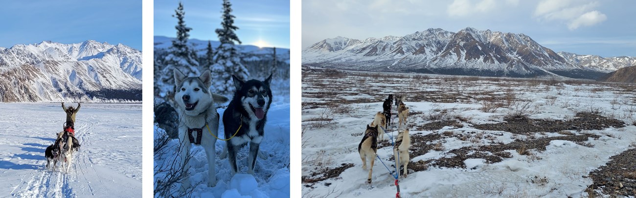Three photos of a white sled dog