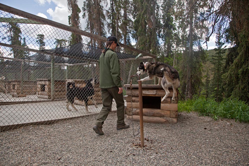 a ranger walking up to a dog, dog house and pen
