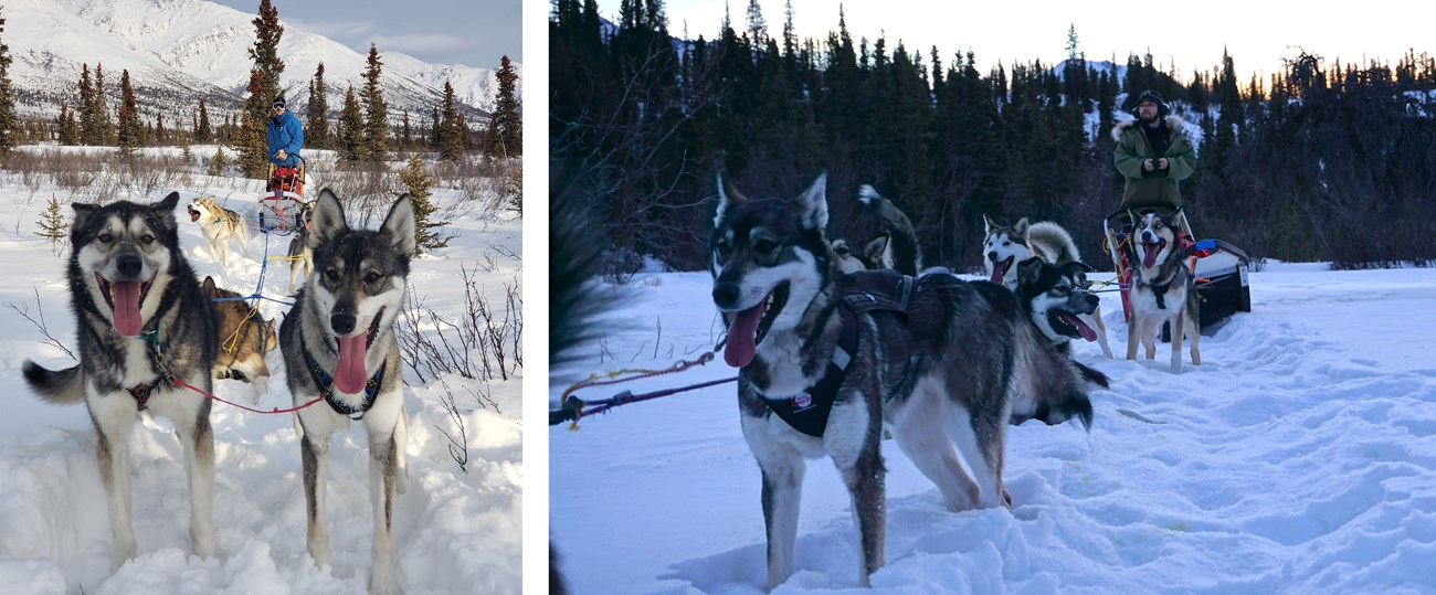 Two photos of a grey sled dog