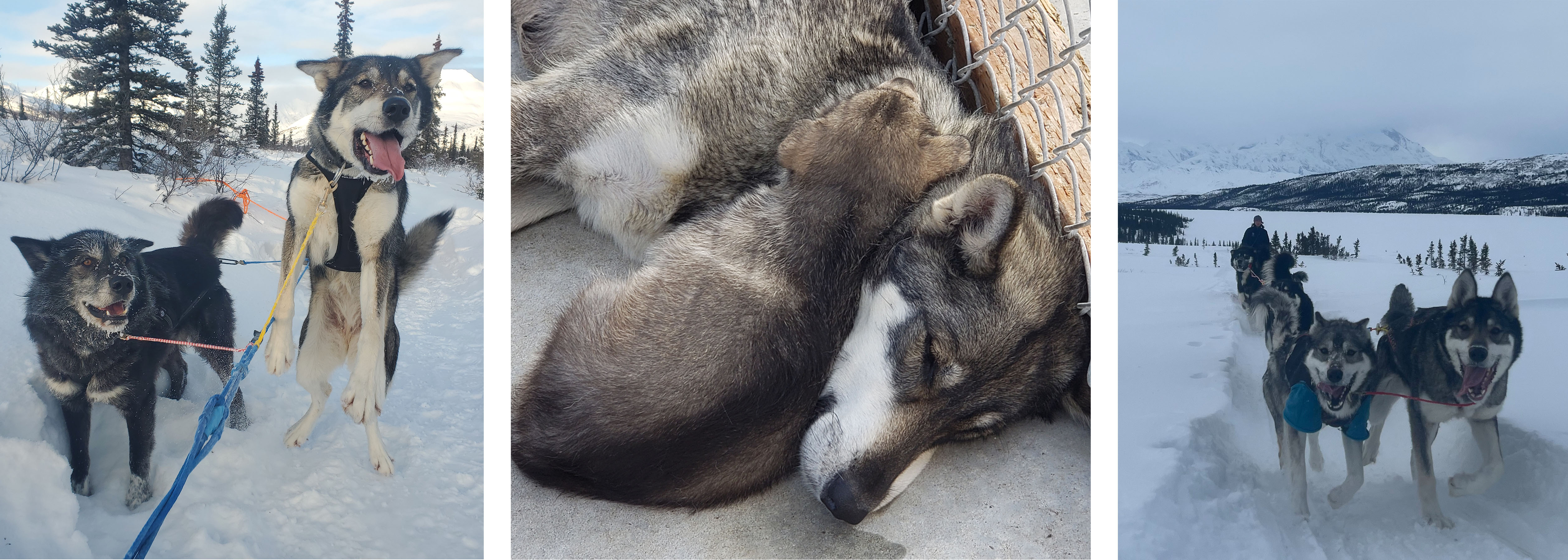 Three photos of Jewel, the grey husky