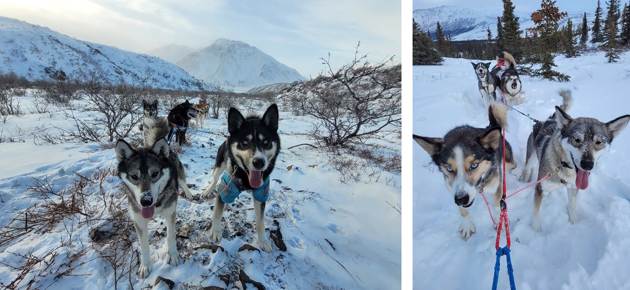 Two photos of sled dogs in team