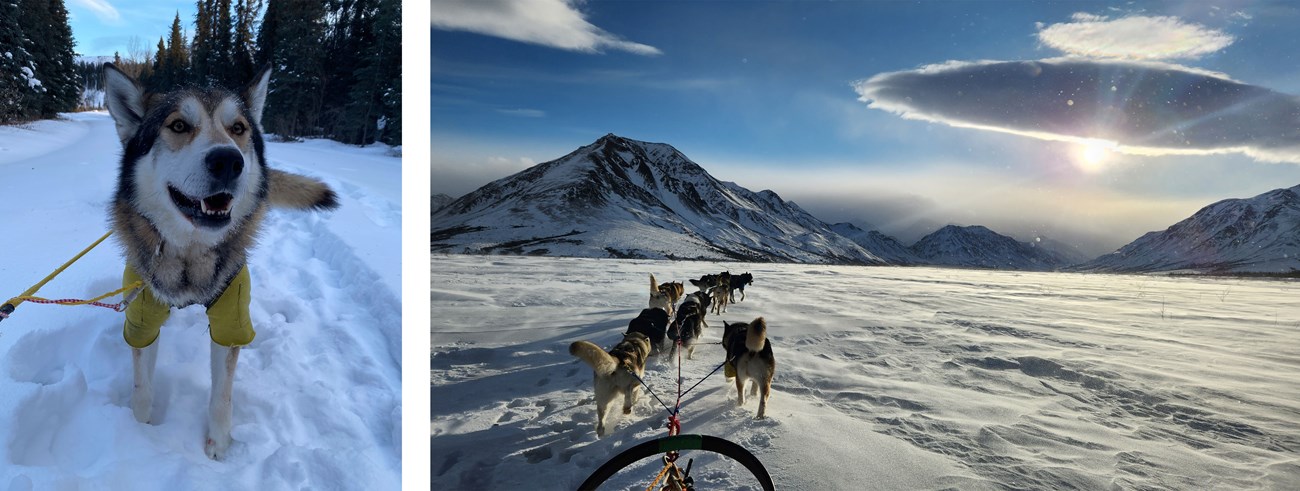 Two photos of a brown sled dog