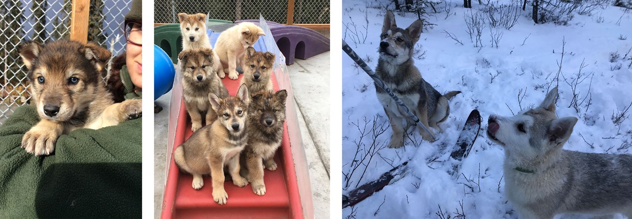 Three photos of a brown husky puppy