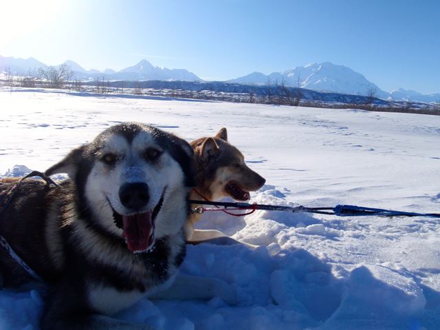 Two sled dogs in snow with mountain in background