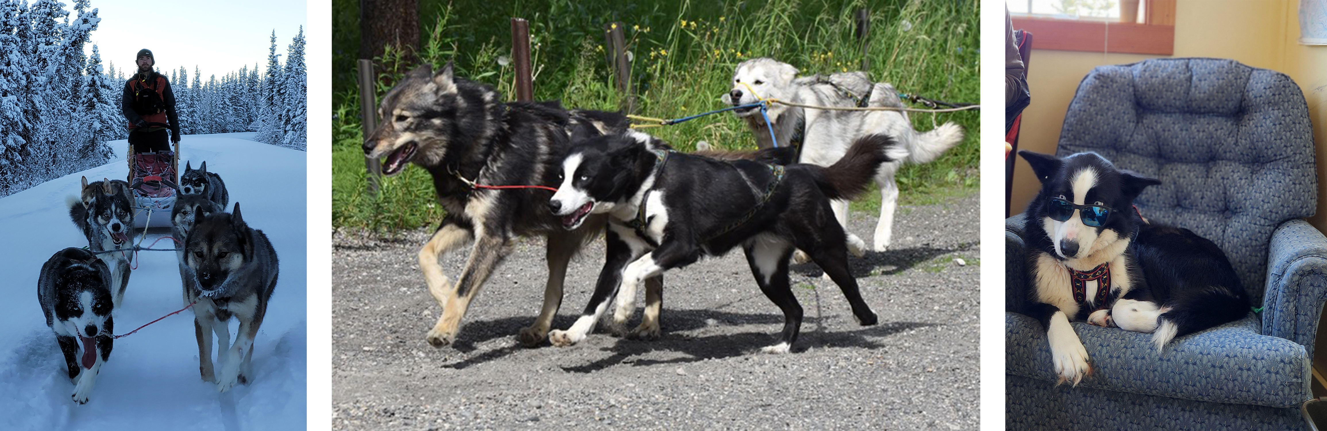 Three photos of Matrix the black and white husky