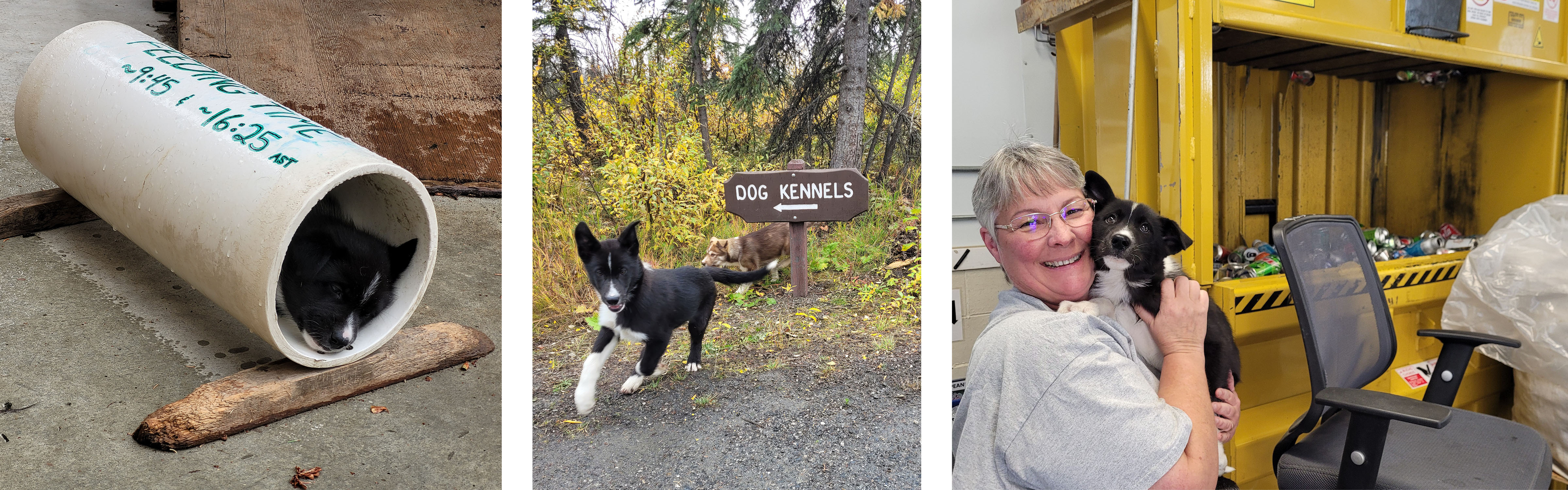 Three photos of a black husky puppy