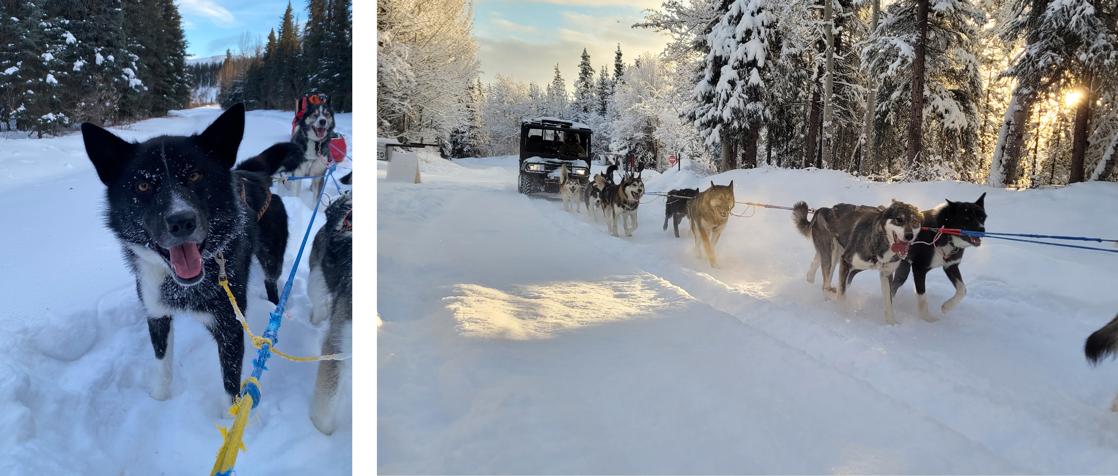 Two photos of a black husky