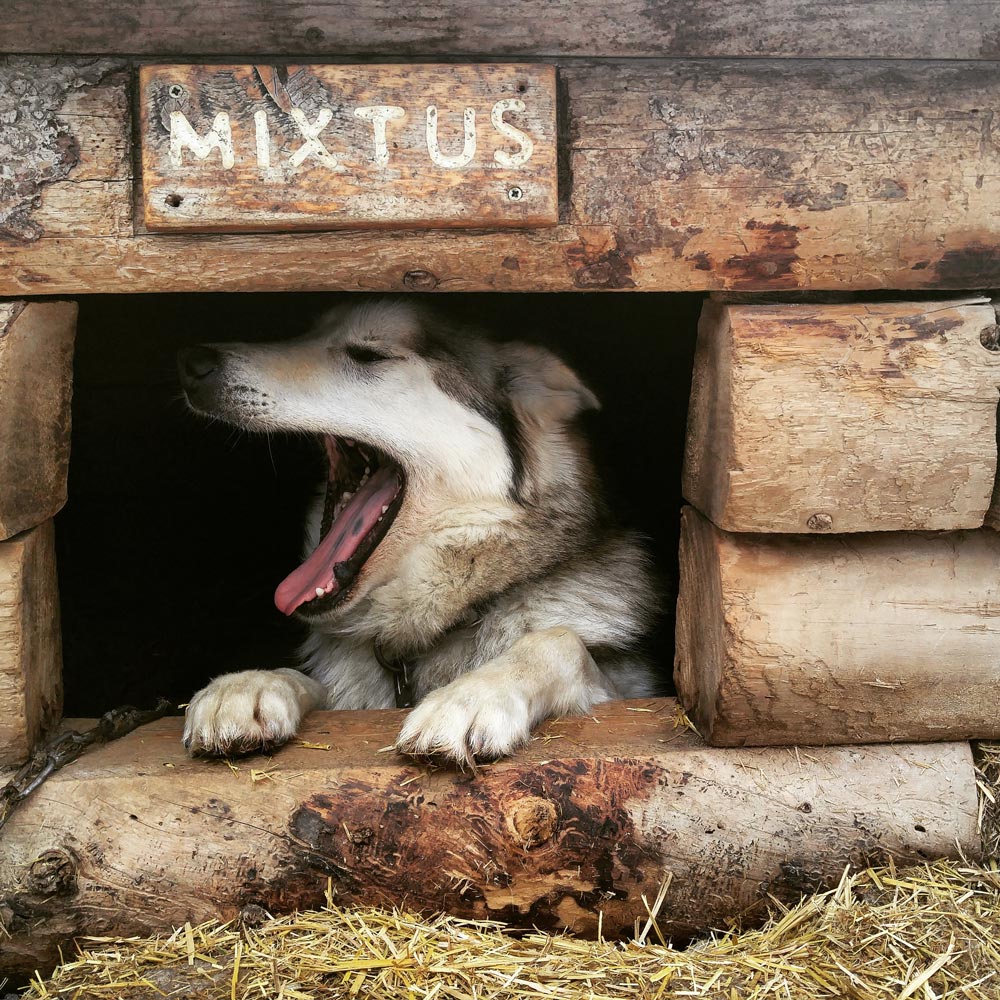 a dog yawning in a doghouse