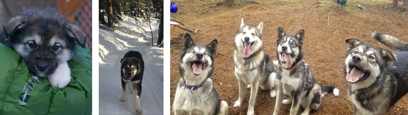 Three photos of a grey adolescent sled dog