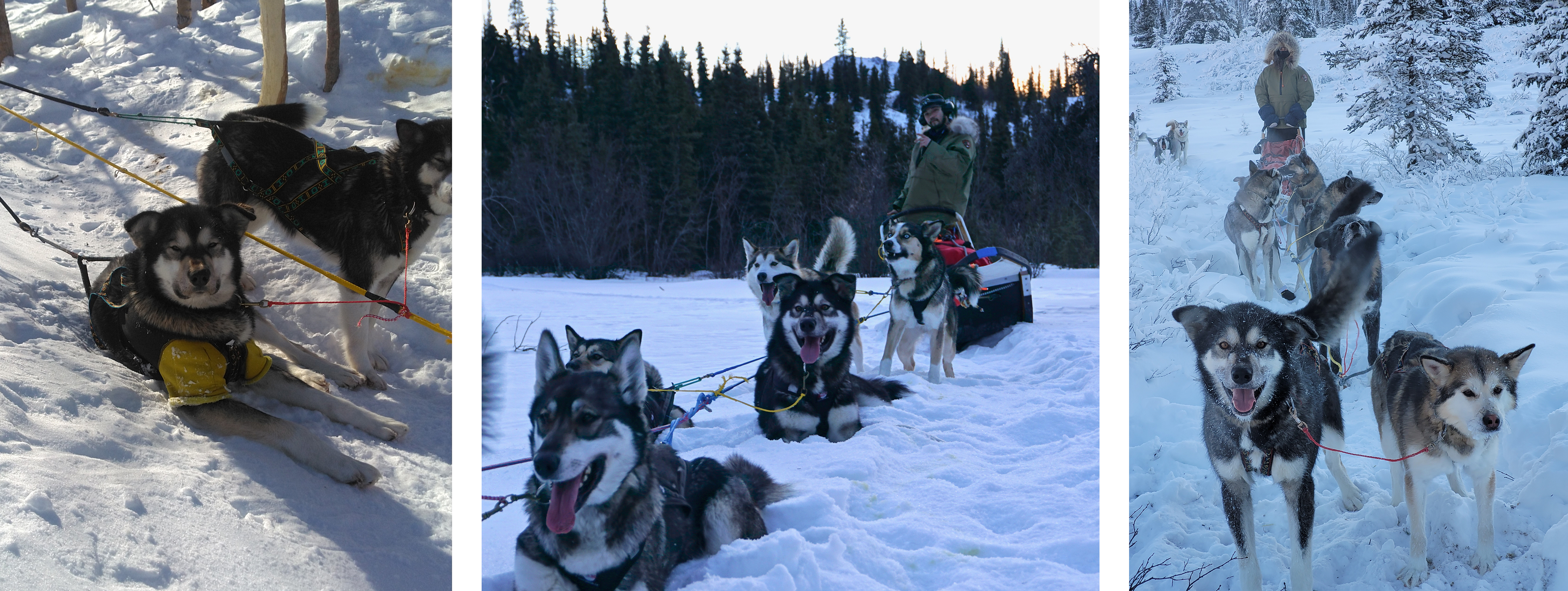 Three photos of a grey sled dog