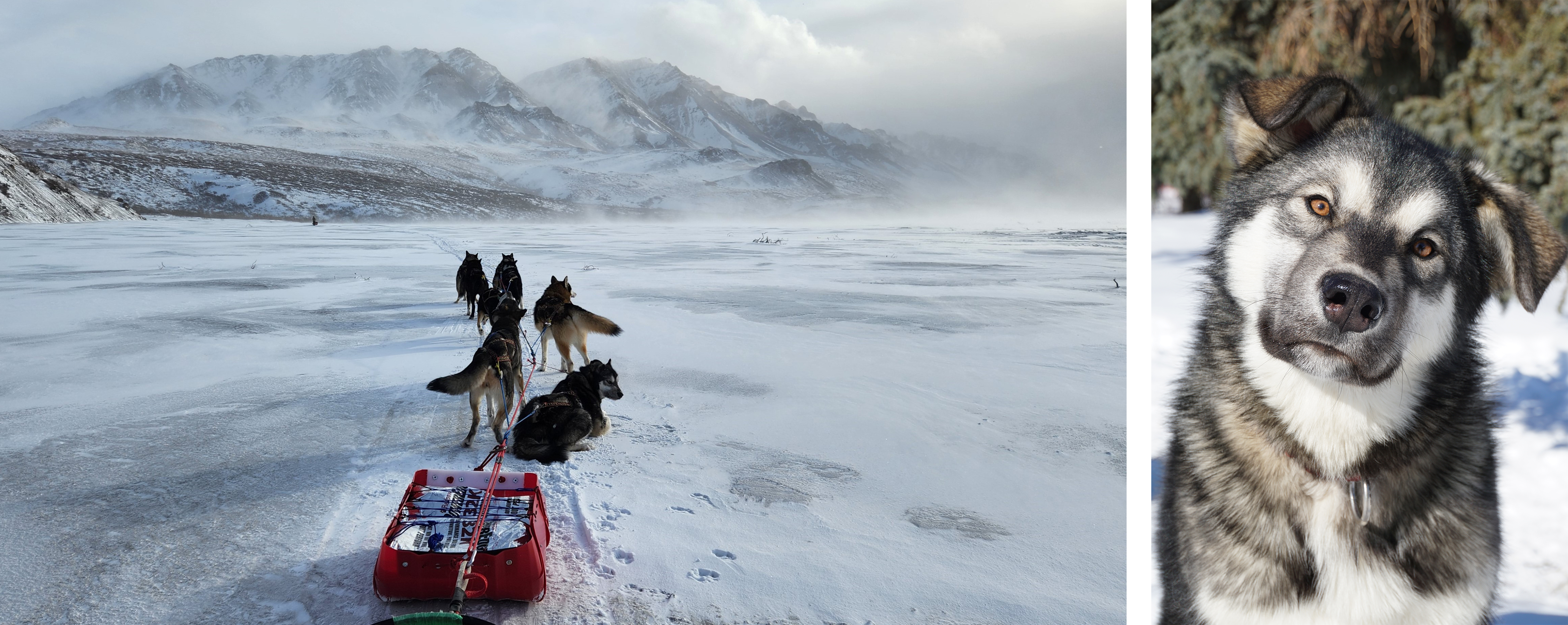 Two photos of Munchkin, the grey sled dog