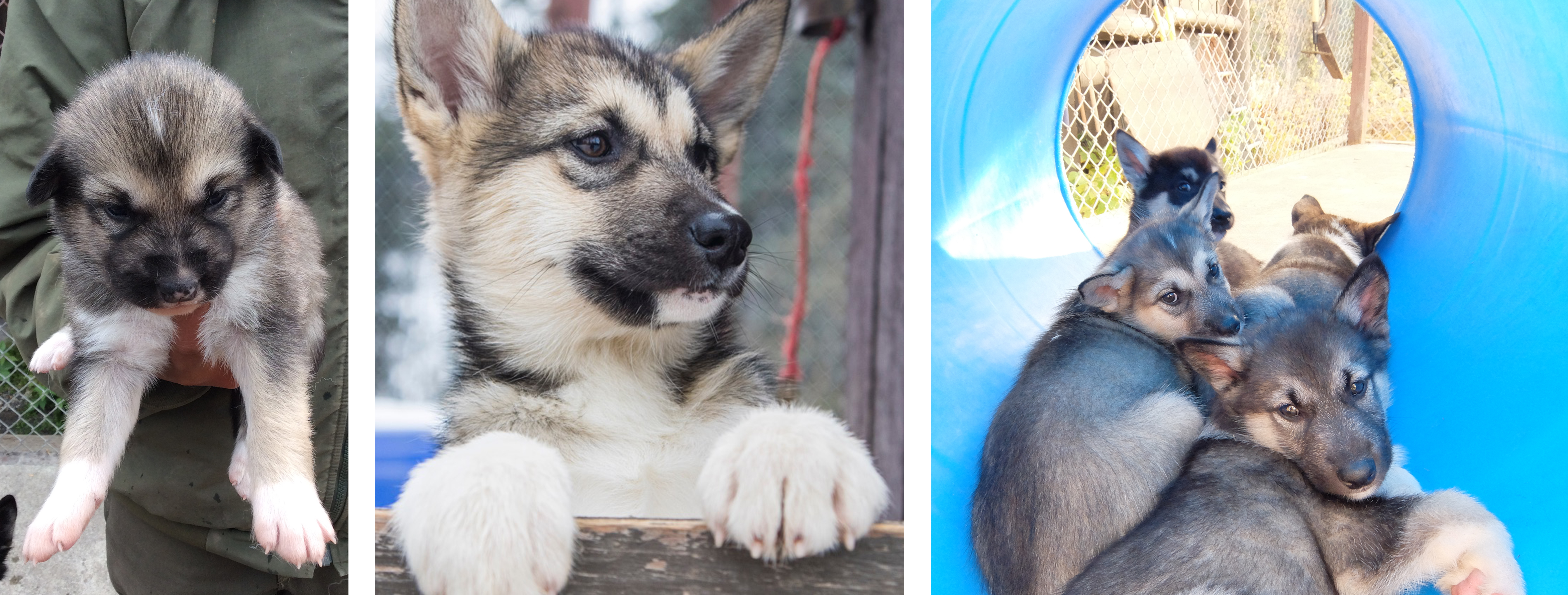 Three photos of a tan husky growing up