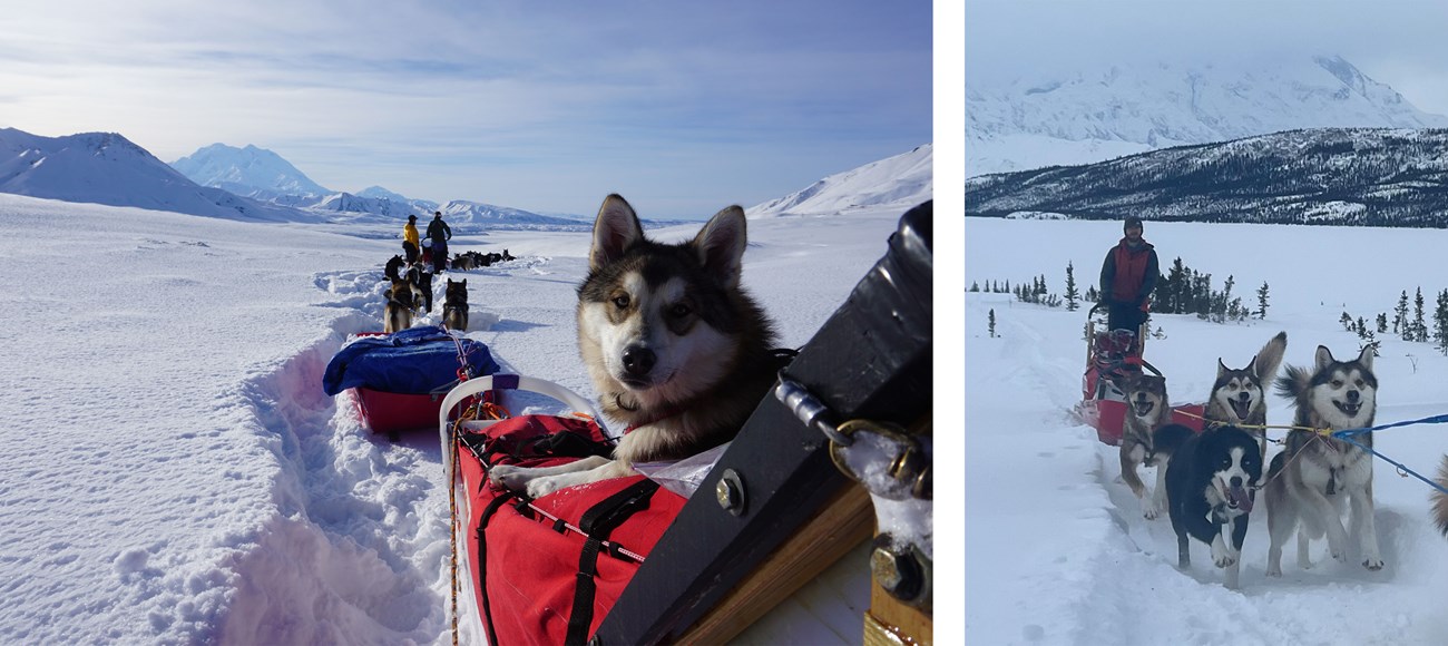 Two photos of a tan sled dog