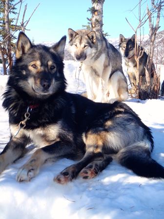 Three sled dogs sitting in snow