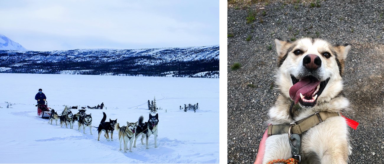 Two photos of a tan husky