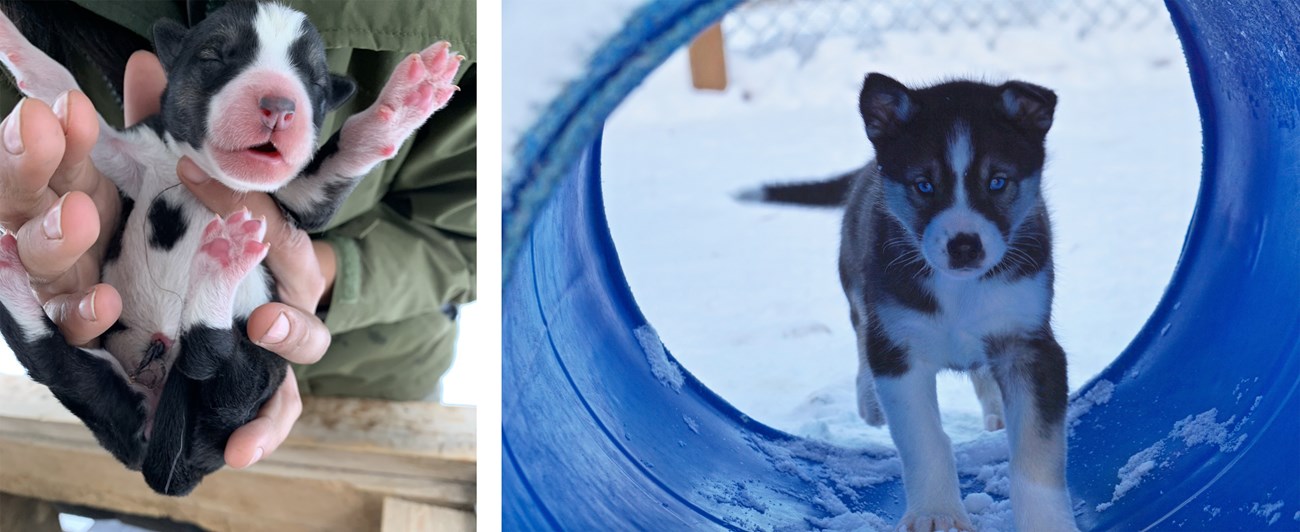 Two photos of a sled dog puppy