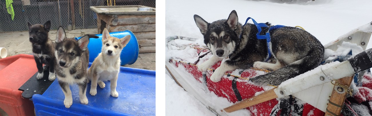 Two photos of a grey sled dog growing up