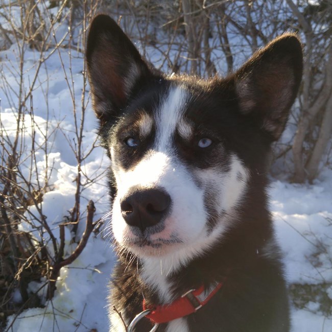 prusik, a dark brown and black sled dog with white facial markings