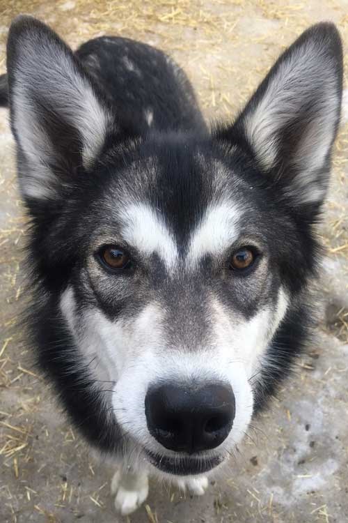 a husky with mostly dark gray and white coloring