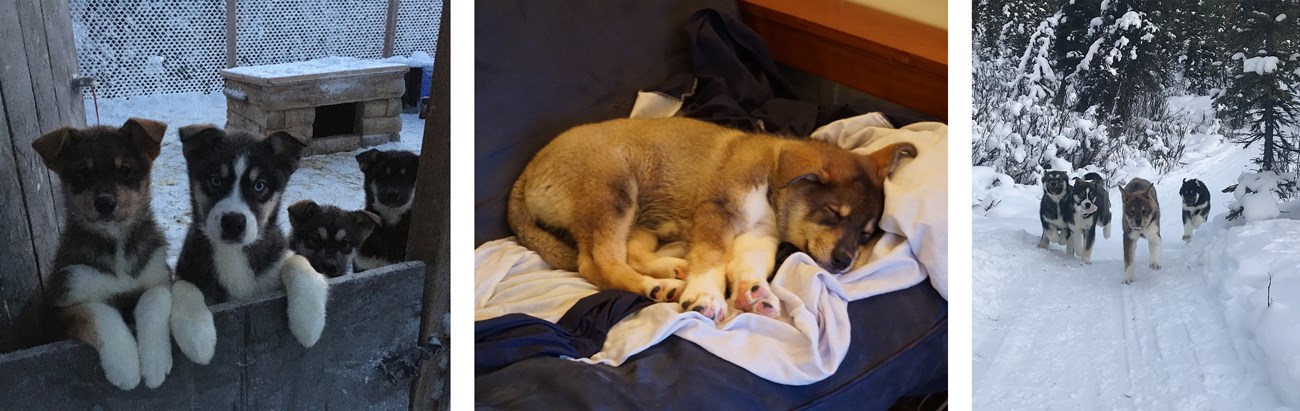 Three photos of a sled dog puppy