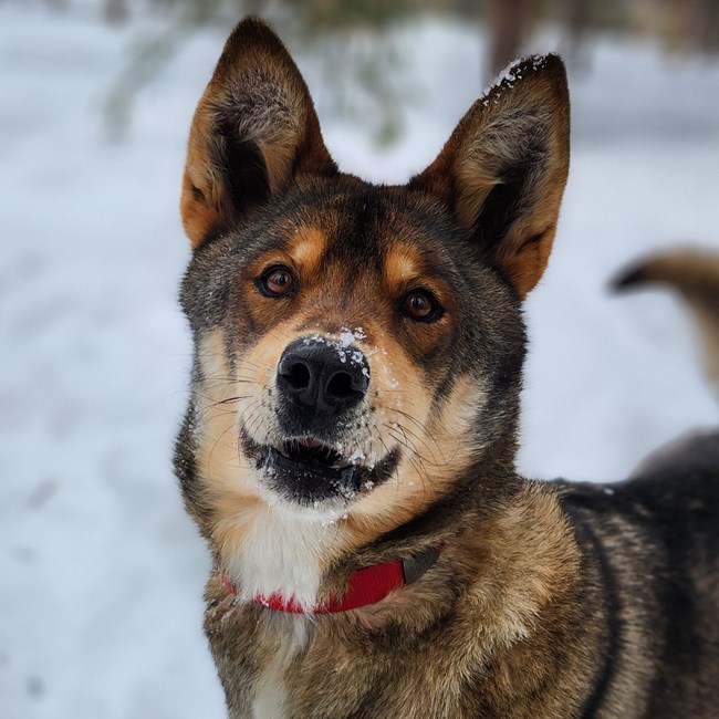 Photo of a brown sled dog