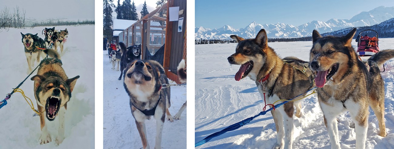 Three photos of an Alaskan Husky