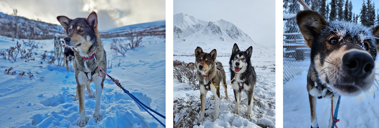Three photos of Royal the sled dog