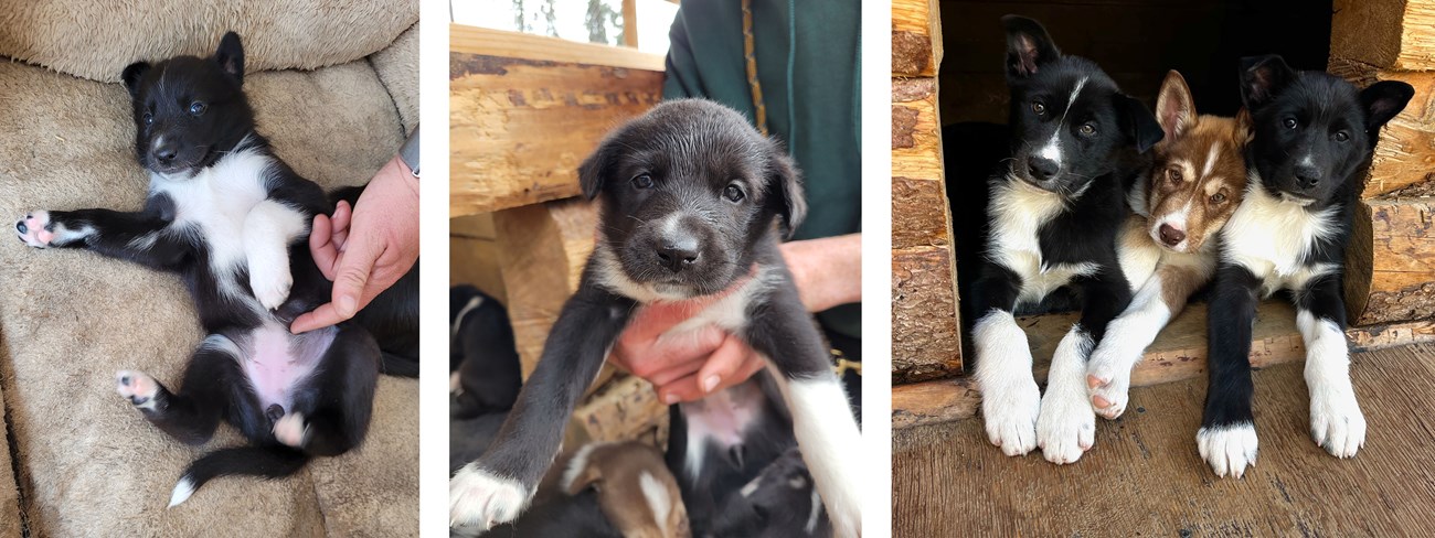 Three photos of a black sled dog puppy growing up